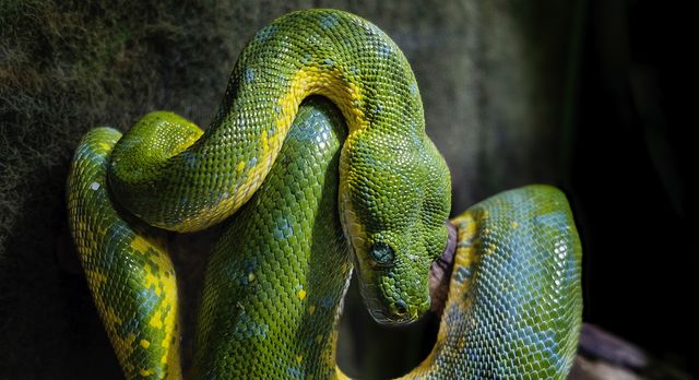 Vibrant Green Python Coiled on Branch in Natural Habitat - Download Free Stock Photos Pikwizard.com