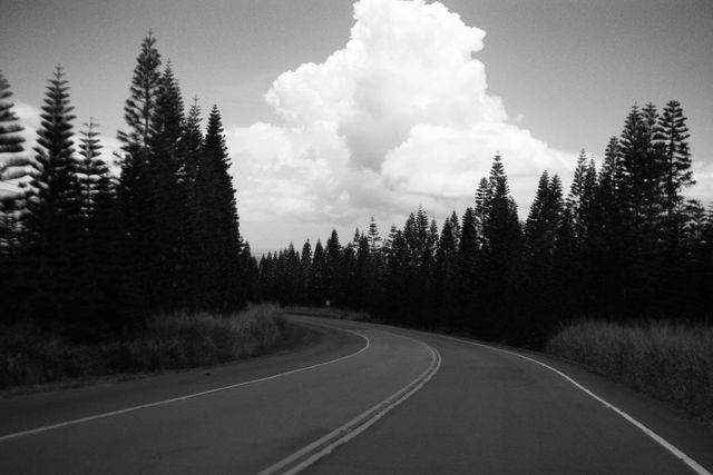 Winding Road Through Pine Forest with Towering Clouds - Download Free Stock Photos Pikwizard.com