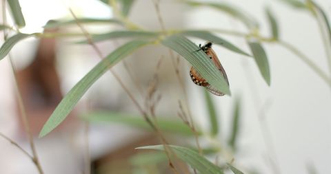Orange and Black Butterfly Resting on Leaf - Download Free Stock Images Pikwizard.com