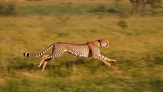 Cheetah sprinting midair across african savanna grassland, high speed motion, hunting