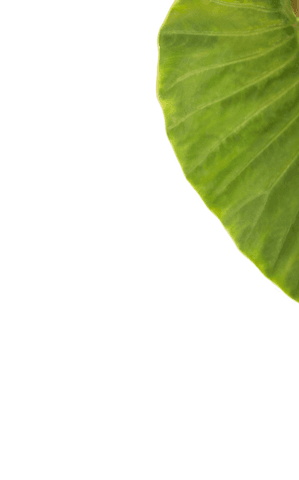 high quality transparent close-up of green leaf edge - Download Free Stock Videos Pikwizard.com