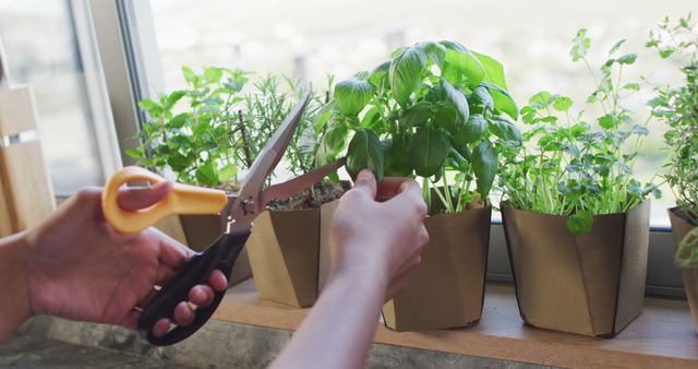Image of hands of biracial woman cutting herbs with scissors. Relax, leisure, cooking and spending free time at home.