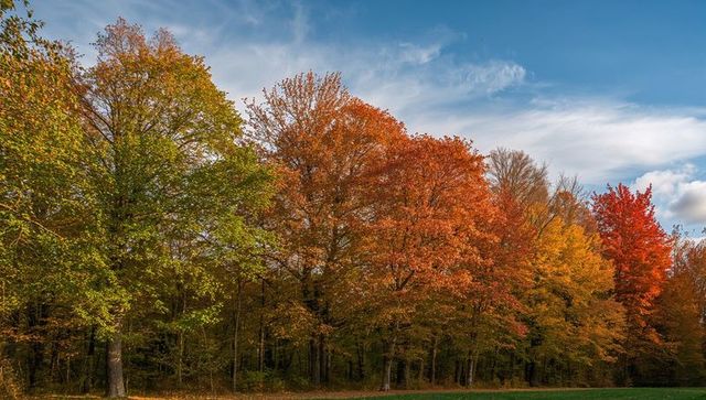 Vibrant Autumn Foliage on Forest Edge Landscape