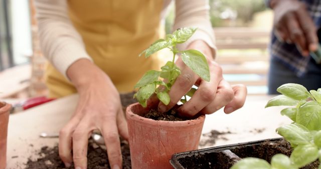 Hands planting young basil in terracotta pot, urban gardening - Download Free Stock Images Pikwizard.com