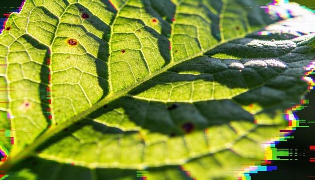 Backlit green leaf revealing intricate veins and diagonal midrib with rgb glitch pattern