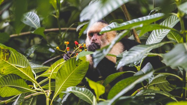 Foreground depicts capuchin monkey holding and eating berries amidst lush tropical foliage. Reflects wildlife, nature scenes, biodiversity and wildlife behaviour. Suitable for articles on environment, wildlife conservation, habitat, and travel/tourism advertisement showcasing wildlife in natural habitat.