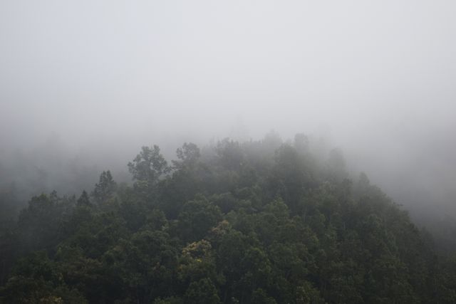 Misty Forest Landscape with Dense Fog Covering Tree Canopy - Download Free Stock Photos Pikwizard.com