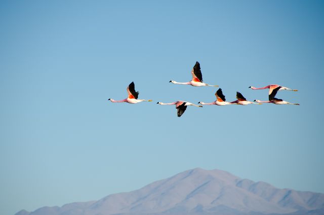 Flying Flamingos Over Mountain Range In Clear Blue Sky - Download Free Stock Photos Pikwizard.com