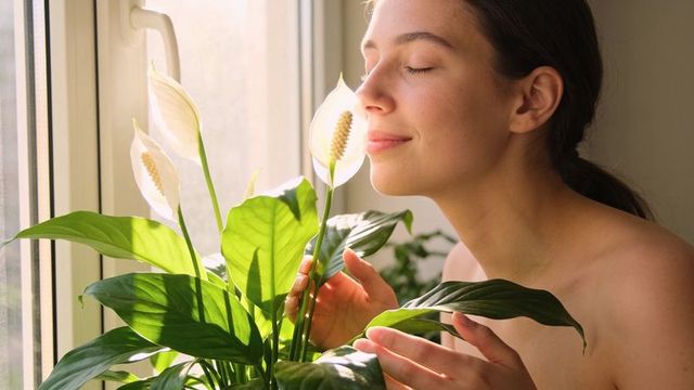 Woman inhaling peace lily blooms at sunlit window, serene mindfulness and plant care