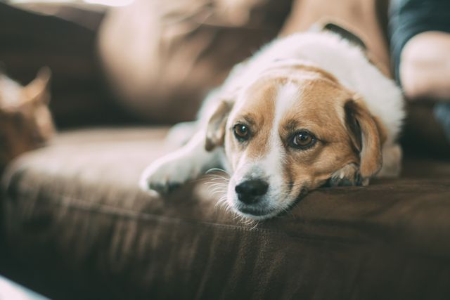 Dog laying on brown couch, exhibiting a sad or tired expression. Ideal for articles or advertisements about pet companionship, animal emotions, or home comfort environments. Suitable for use in blogs, pet care websites, or promotional materials for home furnishings.
