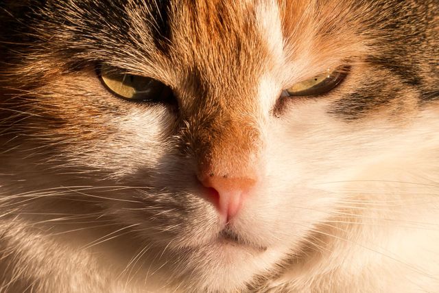 Close-up view of a calico cat's face with detailed fur patterns and expressive green eyes illuminated by warm light. Ideal for pet care articles, cat lovers' blogs, or posters highlighting feline beauty and characteristics.