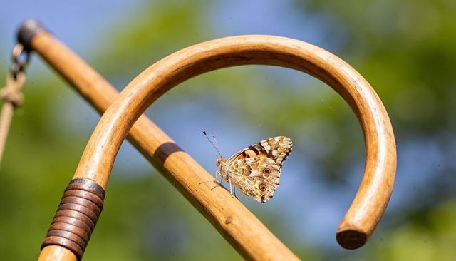 Small orange-brown butterfly perching on curved wooden handle with leather grip
