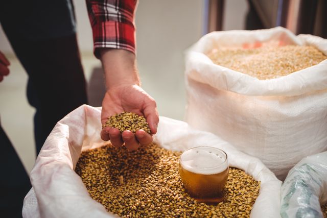 Man holding barley grains at a brewery, with a glass of beer nearby. Ideal for illustrating brewing processes, craft beer production, agricultural practices, and the beer industry. Suitable for use in articles, advertisements, and educational materials related to brewing and agriculture.