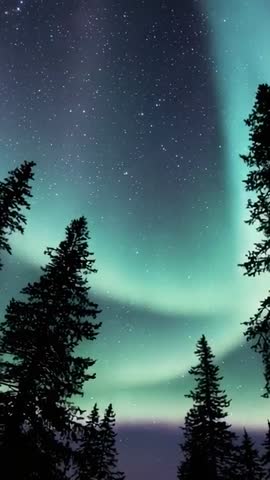 Vertical video capturing aurora shifting above pine silhouettes under starry green-blue sky