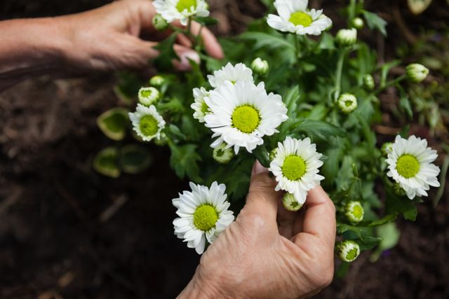 Senior woman tending to white flowers in backyard garden. Ideal for use in articles or advertisements about gardening, outdoor activities for seniors, horticulture, and nature appreciation.