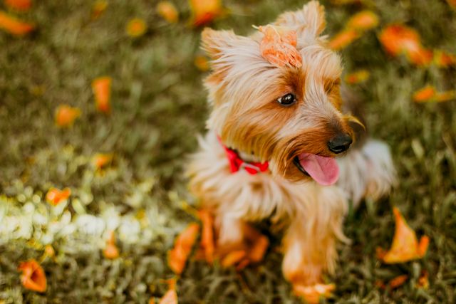 This stock photo showcases an adorable Yorkshire Terrier puppy sitting on grass surrounded by autumn leaves. The puppy is wearing a red bow and appears playful and happy with its tongue out. The vibrant fall colors create a cheerful and scenic atmosphere. Perfect for use in advertisements, pet care blogs, social media posts, and autumn-themed promotions.