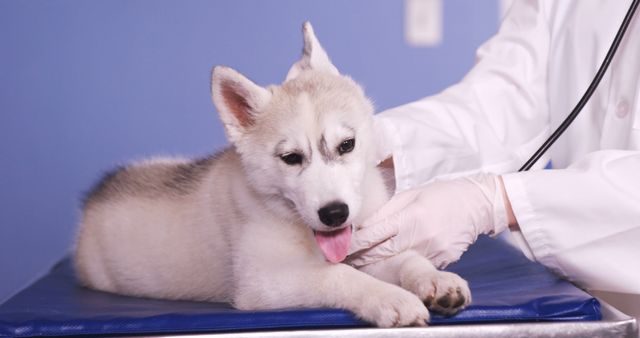 Veterinarian examining adorable Husky puppy with stethoscope. Perfect for articles and websites focused on veterinary services, pet care, animal health, and pet owners.