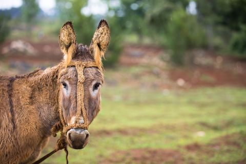 Adorable Donkey with Rustic Rope Halter Outdoors