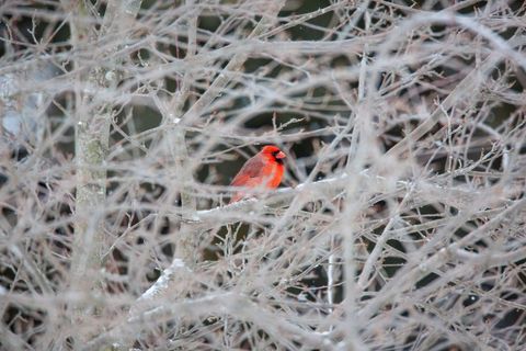 Vibrant red bird cardinal in winter thicket