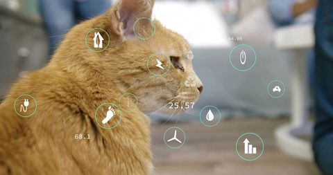 Ginger tabby cat with augmented reality health and home metrics overlay indoor scene