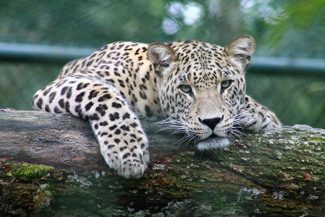 Resting Leopard on Tree Branch in Natural Habitat - Download Free Stock Photos Pikwizard.com