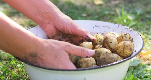 Close-up of woman hands washing potatoes in garden on a sunny day