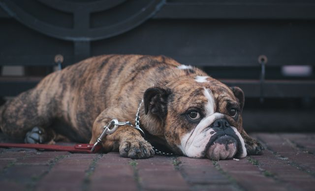 Bulldog lying on brick pavement appearing tired with leash and collar. Useful for pet adoption campaigns, showcasing dog breeds, illustrating animal emotions, or any content related to pets and their care.