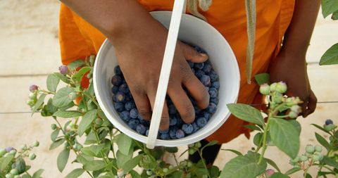 Farm Worker Picking Fresh Blueberries from Basket in Field - Download Free Stock Images Pikwizard.com