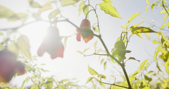 Sunlit Pepper Plants in Garden with Green Foliage - Download Free Stock Images Pikwizard.com