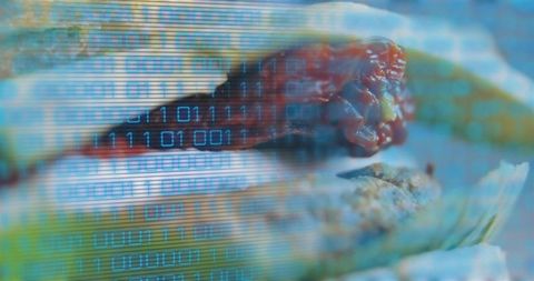 Charred corn closeup with binary overlay for food tech, agri data and digital texture