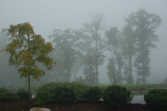 Misty fog covers trees and surrounding foliage, creating a calm and peaceful atmosphere. Ideal for use in nature-themed publications, atmospheric backgrounds, mindfulness or relaxation content, weather forecasting visuals, and educational materials about natural phenomena.