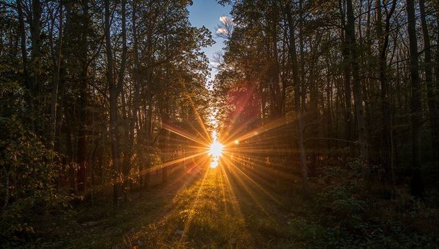 Sunburst Casting Golden Rays Through Woodland, Creating Backlit Grassy Path at Sunrise