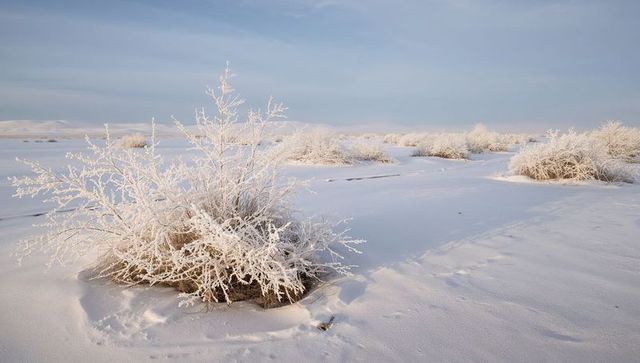 Hoarfrost-covered shrub on snow plain casting long shadow, minimal winter horizon, remote