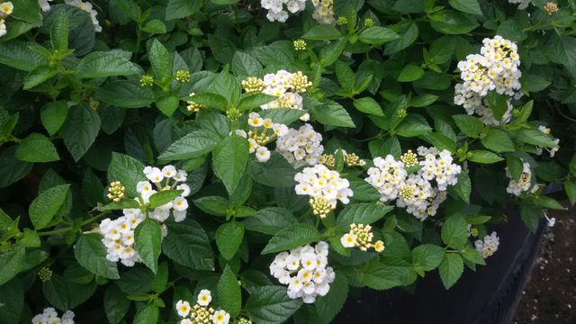 Lantana plants with white flowers and lush green leaves often seen in gardens. Ideal for illustrating horticulture, gardening, or natural beauty. Can be used in gardening blogs, botanical guides, or landscaping projects.