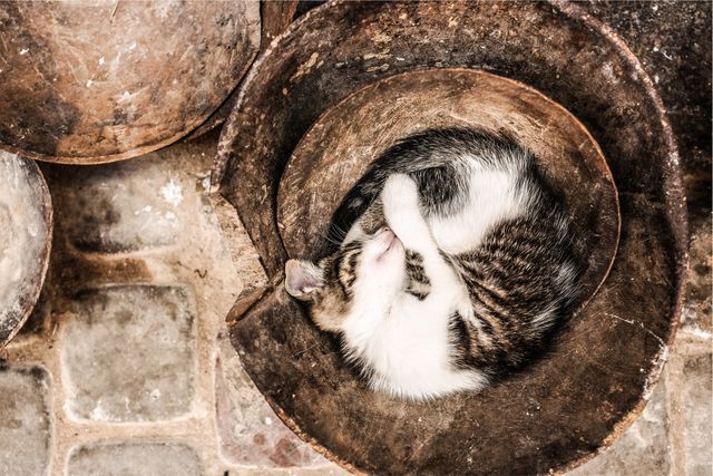 Kitten deeply sleeping curled up in a rustic wooden bowl on stone floor. Ideal for pet care blogs, cozy living designs, or animal welfare articles.