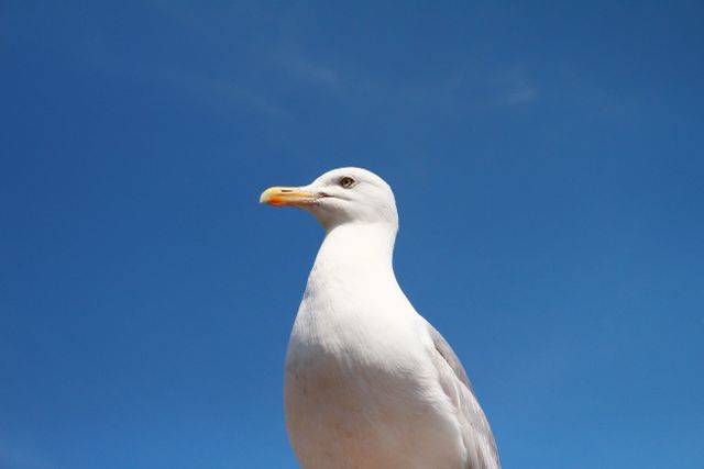 Close-up of Seagull Against Clear Blue Sky - Download Free Stock Photos Pikwizard.com