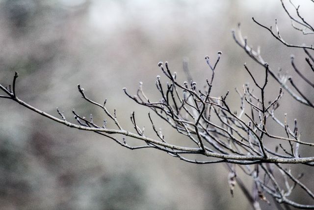 This image shows bare tree branches covered with a thin layer of frost, evoking the cold and serene beauty of winter. Perfect for use in seasonal marketing materials, nature and outdoor themed projects, and backgrounds needing a touch of winter tranquility.