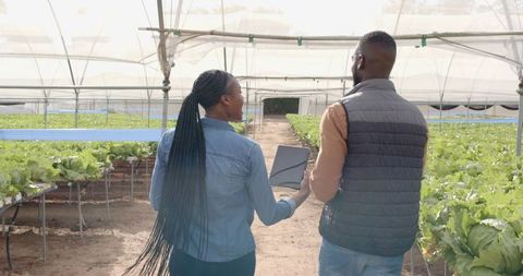 African American Farmers Discussing Hydroponic Crop Growth with Tablet