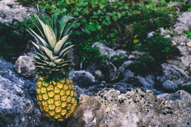 Fresh pineapple sitting on rocky terrain with green foliage in the background might be used to represent the natural habitat of tropical fruits, produce marketing, or in culinary contexts emphasizing natural and organic produce.