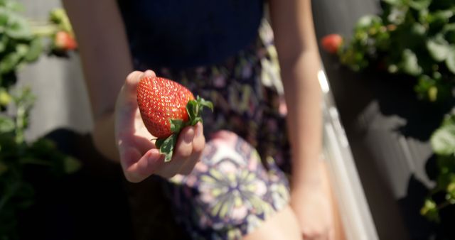 Teenage Caucasian girl holds a ripe strawberry outdoors. She's enjoying fruit-picking on a sunny day, showcasing a fresh harvest.