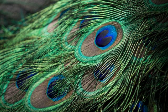 This image captures the vivid colors and intricate patterns of peacock feathers, highlighting their eye motifs and iridescent quality. Perfect for use in nature and wildlife blogs, educational materials on birds, or as striking background visuals for design projects.
