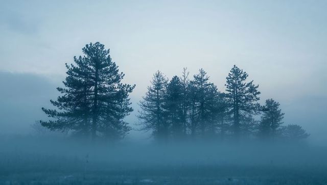 Evergreen Stand Emerging from Low Fog over Frosted Plain at Dawn Blue Mist Silhouette
