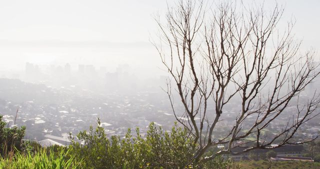 A foggy cityscape unfolds beneath a hilltop tree, revealing a skyline of modern urbanity. - Download Free Stock Photos Pikwizard.com