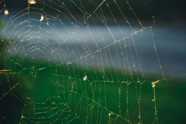 Spider web covered in dew drops, beautifully illuminated by morning sunlight. Ideal for nature-themed projects, showcasing the complexity and beauty of spider webs. Perfect for educational materials on spiders, nature photography collections, and background images for websites or presentations.
