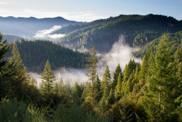 Depicting a misty forest scene during morning light, this image captures lush pine trees and rolling hills, with fog settling in the valleys. Ideal for use in nature-related content, travel blogs, environmental campaigns, and relaxation themes, emphasizing tranquility and natural beauty.