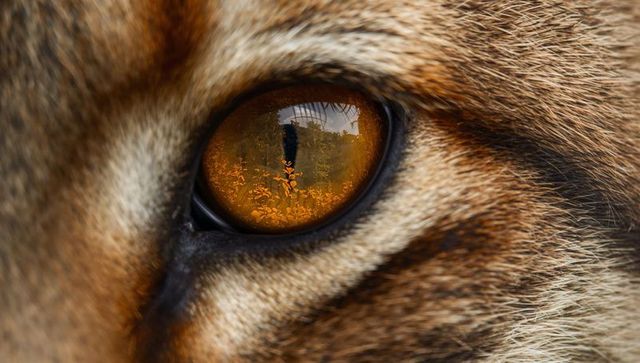 Amber feline eye reflecting golden foliage and railing in dramatic macro close-up portrait