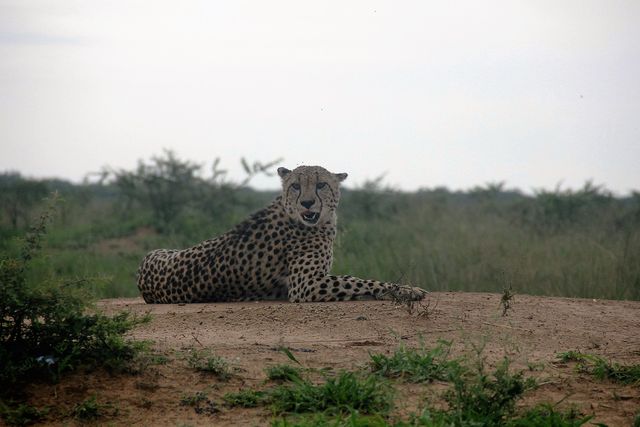 Cheetah lying on a sandy elevation in the expansive African savannah, taking a break from scouting the area. Clouds and scattered bushes can be seen in the background. Suitable for wildlife documentaries, conservation campaigns, safari advertisements, and educational purposes discussing habitat and behavior of cheetahs.