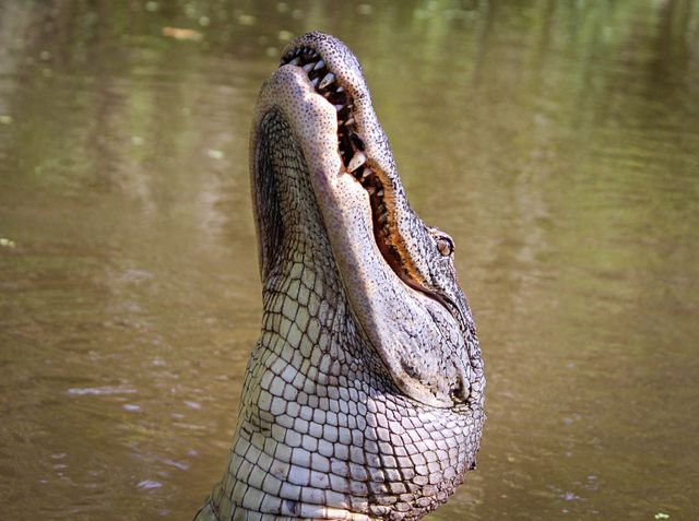 Alligator with Mouth Open Emerges from Water - Download Free Stock Photos Pikwizard.com