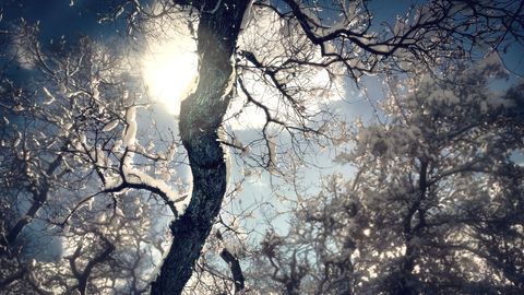 Ethereal snow-kissed tree backlit by sunlight
