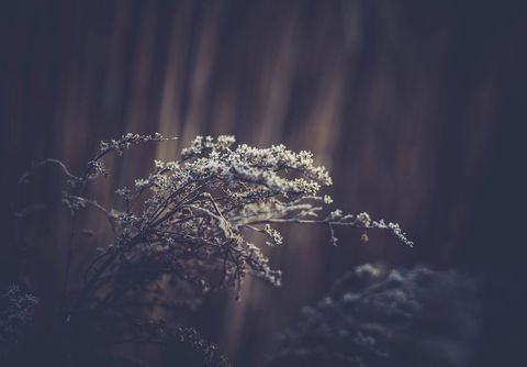 Frost-kissed wildflower stems catching soft golden light amid moody dark bokeh